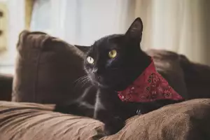 Bandana